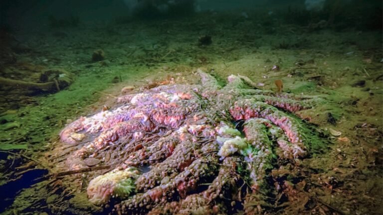 A Mystery Killer Wiped Out Billions of Sea Stars. Biologists Just Solved the Case.