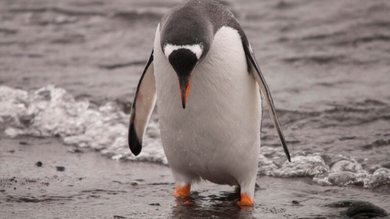Arch Linux remains under attack as DDoS enters week 2 – here’s a workaround