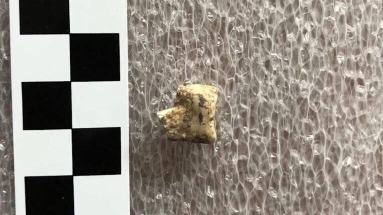 Bronze Age Humans Got High on Psychoactive Betel Nuts