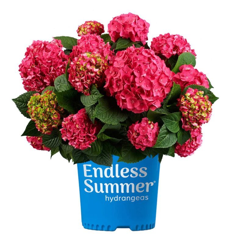 Endless Summer Hydrangea Flowering Shrub in 1-Gallon Pot for $28, 2 for $49 + free shipping