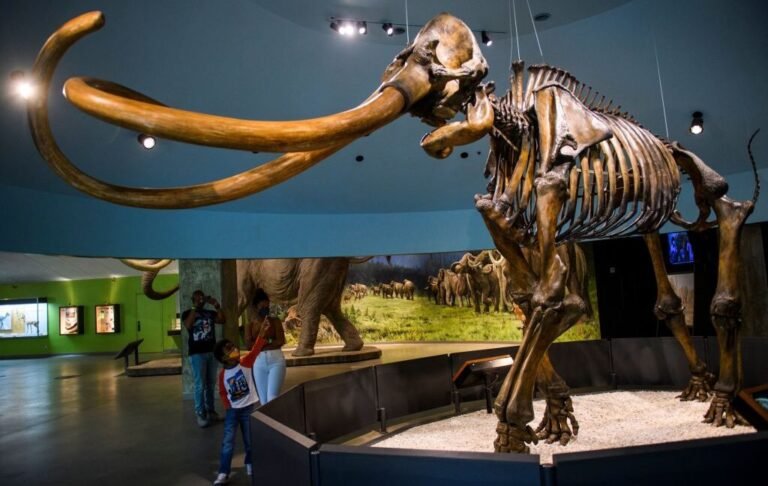 Genetically, Central American mammoths were weird