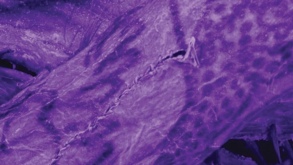 Impossibly Intricate Tattoos Found on 2,000-Year-Old 'Ice Mummy'