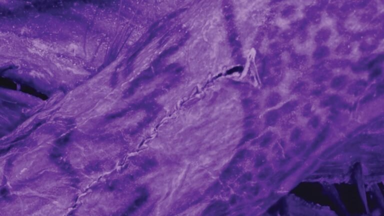 Impossibly Intricate Tattoos Found on 2,000-Year-Old ‘Ice Mummy’
