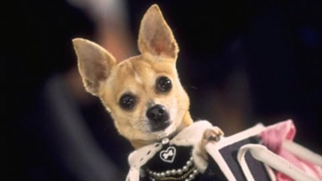 short haired chihuahua in designer handbag peekng of the top with alert ears