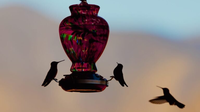 These Expert-Approved Feeder Hacks Turned My Yard Into a Bird Hotel