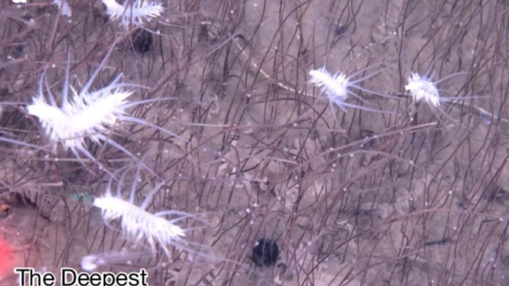 Wild Video Captures Alien-Like Creatures Thriving in the Deepest Ocean Ecosystem