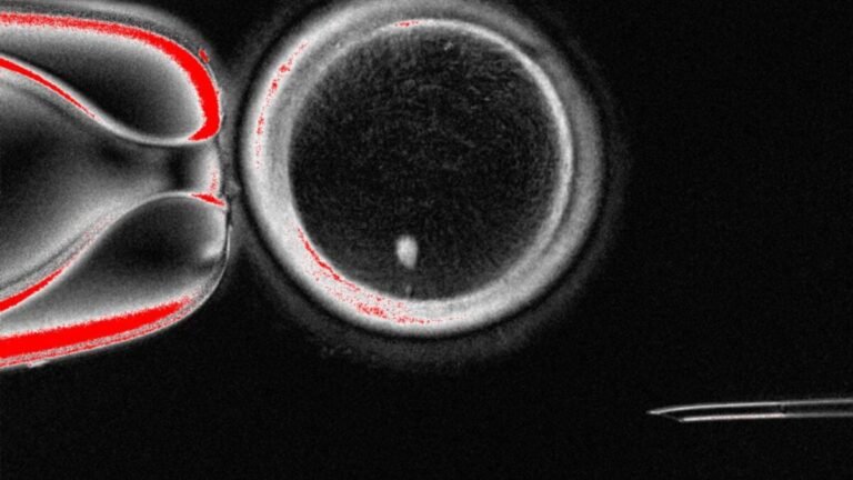 Biologists Turn Skin Cells Into Human Eggs in Groundbreaking Experiment