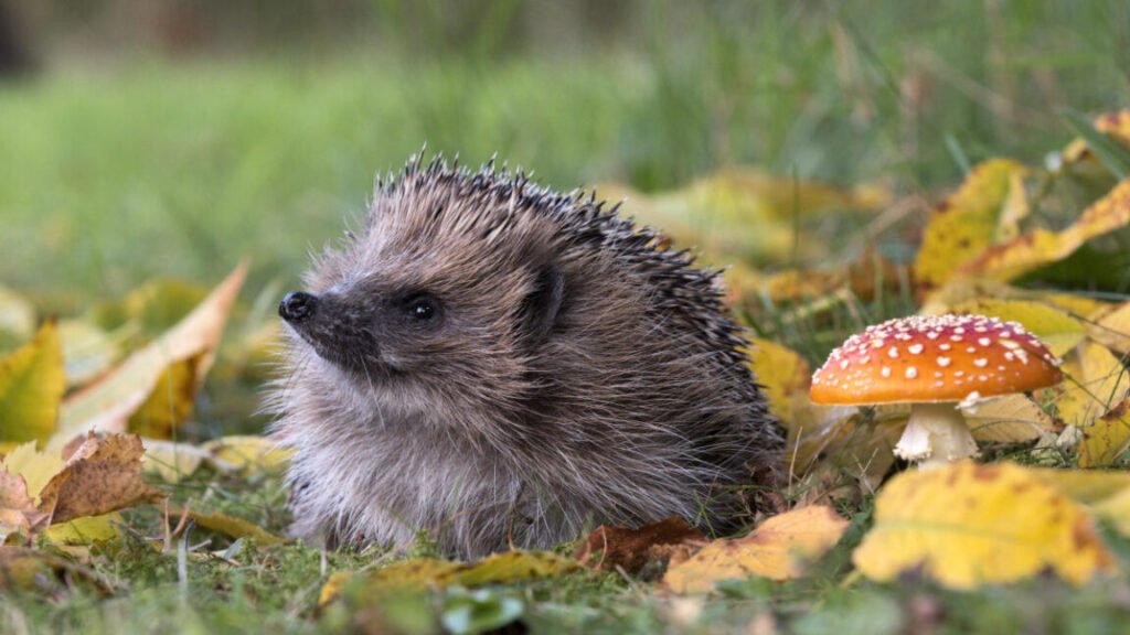 An adult UK hedgehog, erinaceus europaeus, among autumn leaves and a fly agaric mushroom.