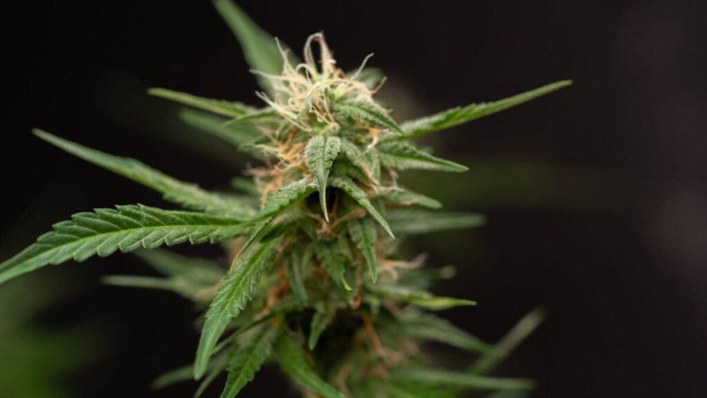 Cannabis Can Help Relieve Chronic Low Back Pain, Major Trial Finds