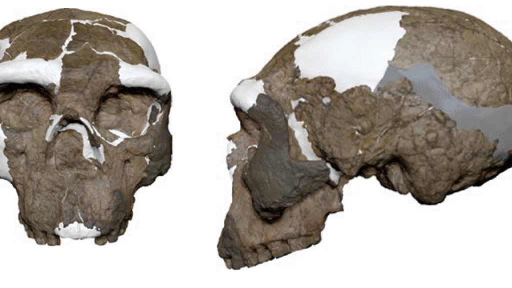 A front and a side view of a digitally reconstructed hominin skull