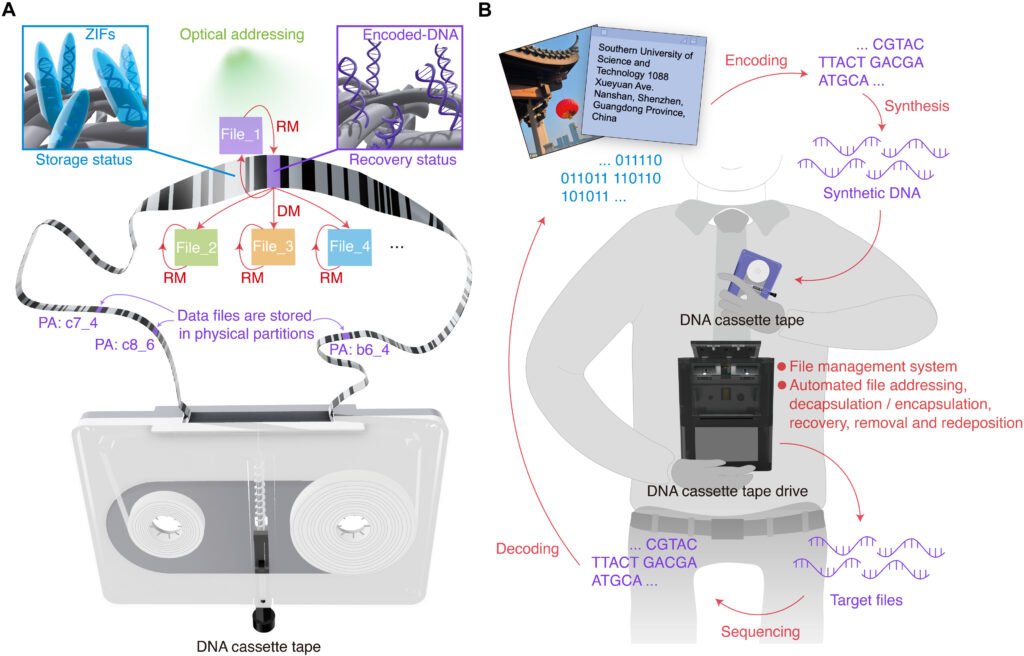 Schematic of DNA cassette tape and DNA cassette tape drive