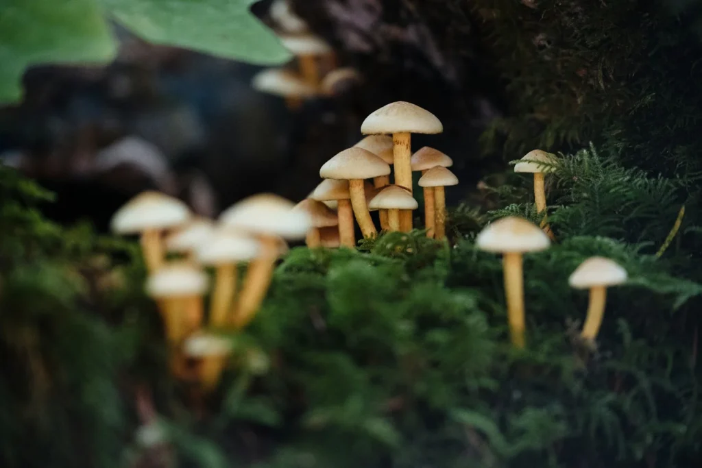 Best Mushroom Gummies: How to Choose a Safe, Tested Product