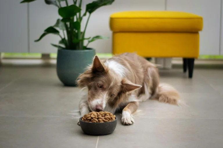 Chewy Promo Codes October 2026: Real Ways to Save at Chewy
