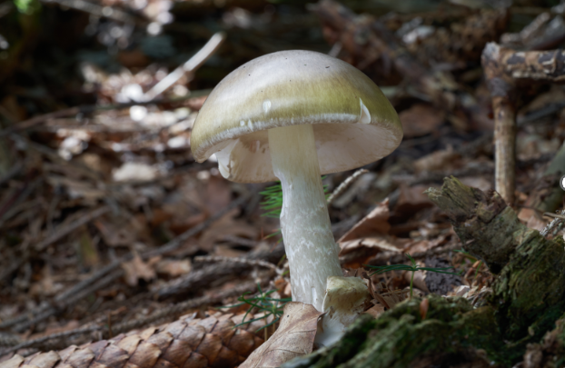 Wild mushrooms keep killing people in California; 3 dead, 35 poisoned