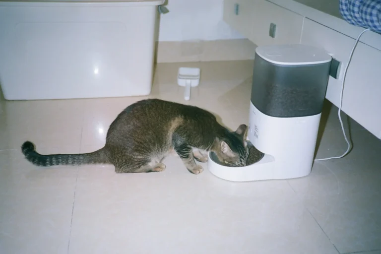 10 Best Automatic Cat Feeders for 2026: Smart, Microchip and Wet Food