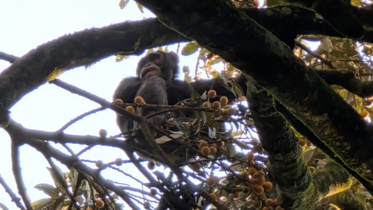Boozy chimps fail urine test, confirm hotly debated theory
