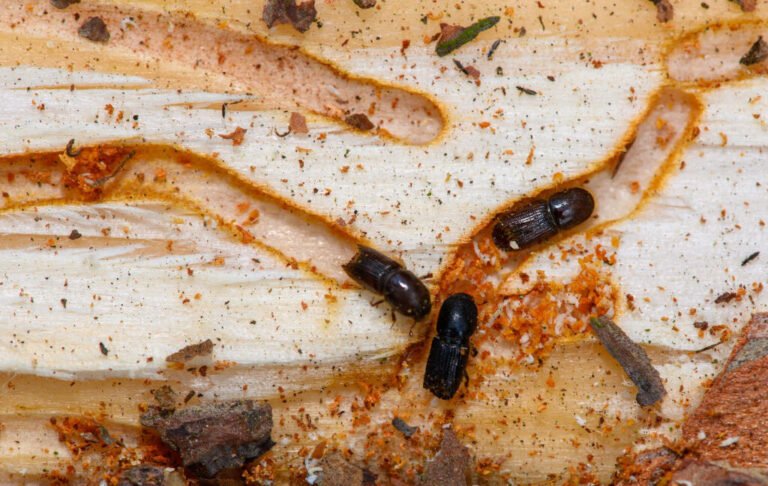 Fungus could be the insecticide of the future