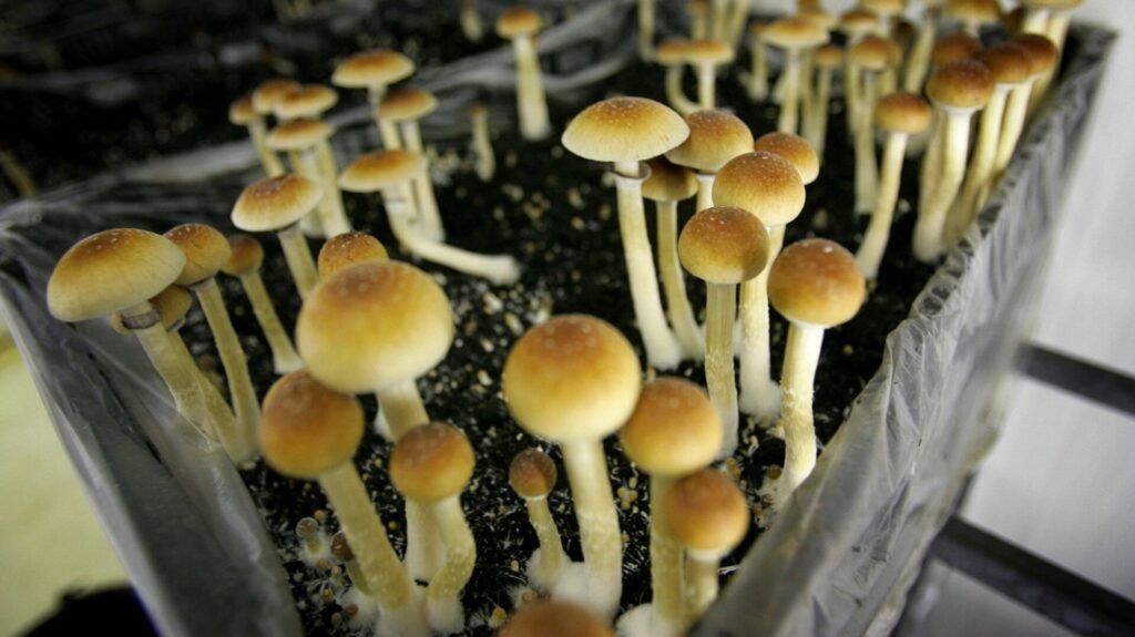 Magic Mushroom Ingredient Passes Major Test, Paving Way for FDA Approval Psilocybin mushrooms in a grow room at the Procare farm in Hazerswoude, central Netherlands.