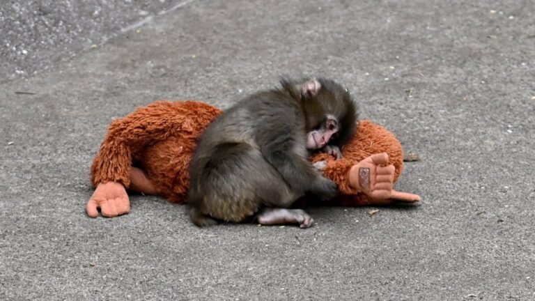Punch the Baby Monkey’s Ikea Plushie Is Selling for Hundreds on eBay