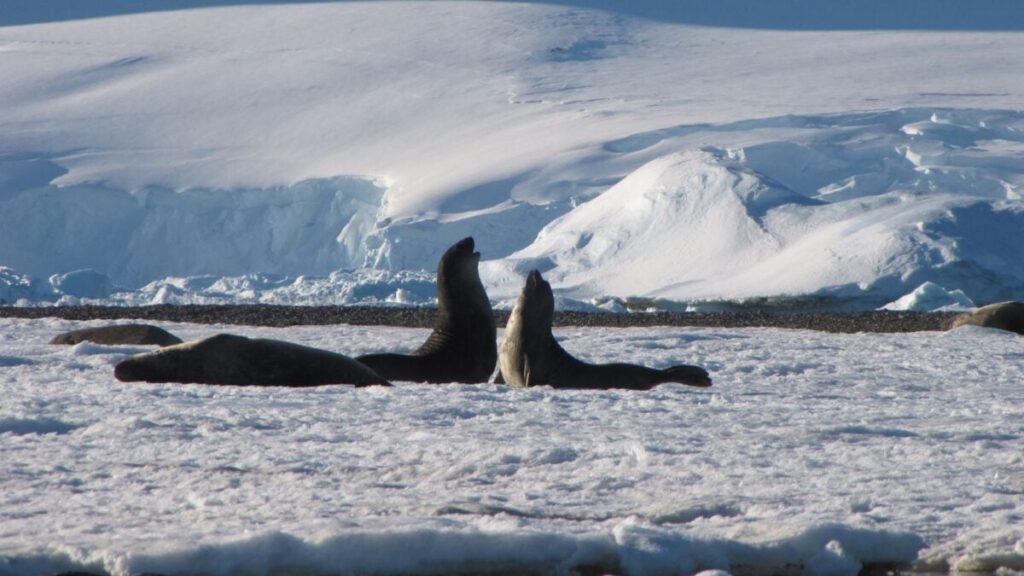 Worst-Case Climate Scenario Would Irreversibly Damage Antarctica, Scientists Warn Worst-Case Climate Scenario Would Irreversibly Damage Antarctica, Scientists Warn