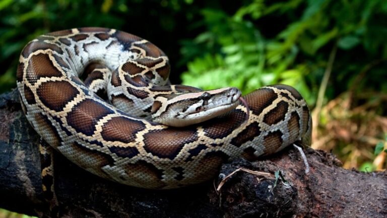Python Blood Could Kickstart the Next Big Thing in Weight Loss
