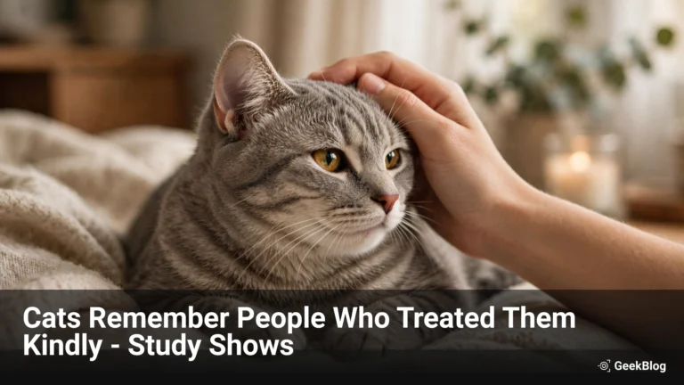Cats Pretend They Don’t Care. Science Just Proved They Remember Everything.