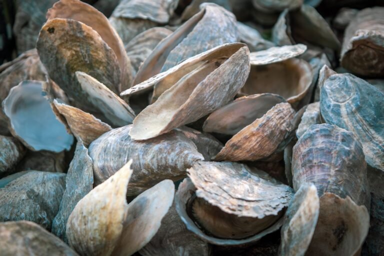 Florida Is Putting Restaurant Oyster Shells Back in the Gulf — and the Seafloor Is Waking Up