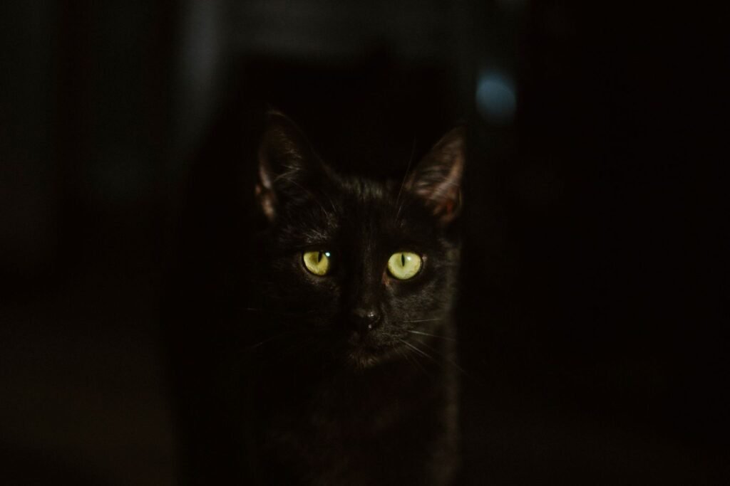 Black cat with green eyes in low light, illustrating why the Jack the Black Cat Squishmallow is rare