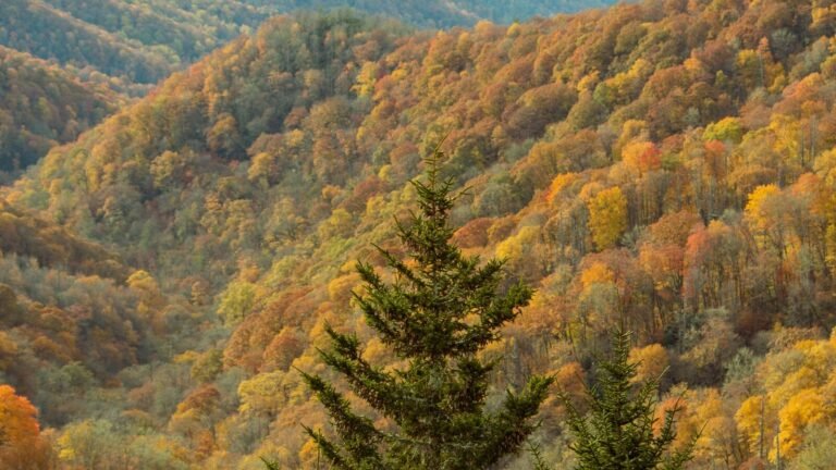 Minnesota or Tennessee: Which State Is Better to Visit?
