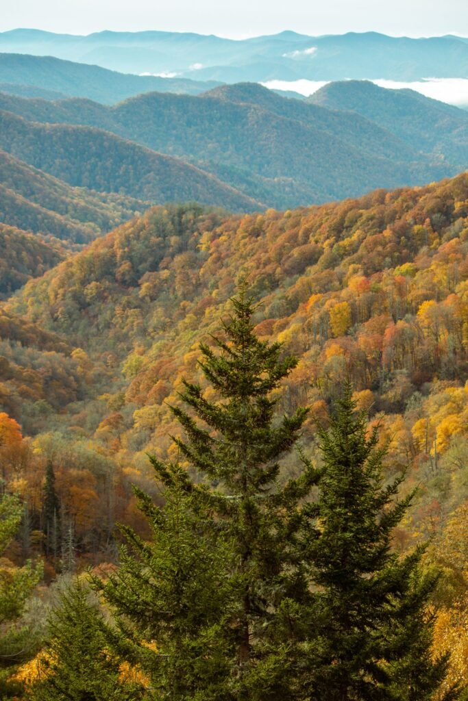 Minnesota or Tennessee: Which State Is Better to Visit? Fall colors covering forested mountain slopes under a cloudy sky