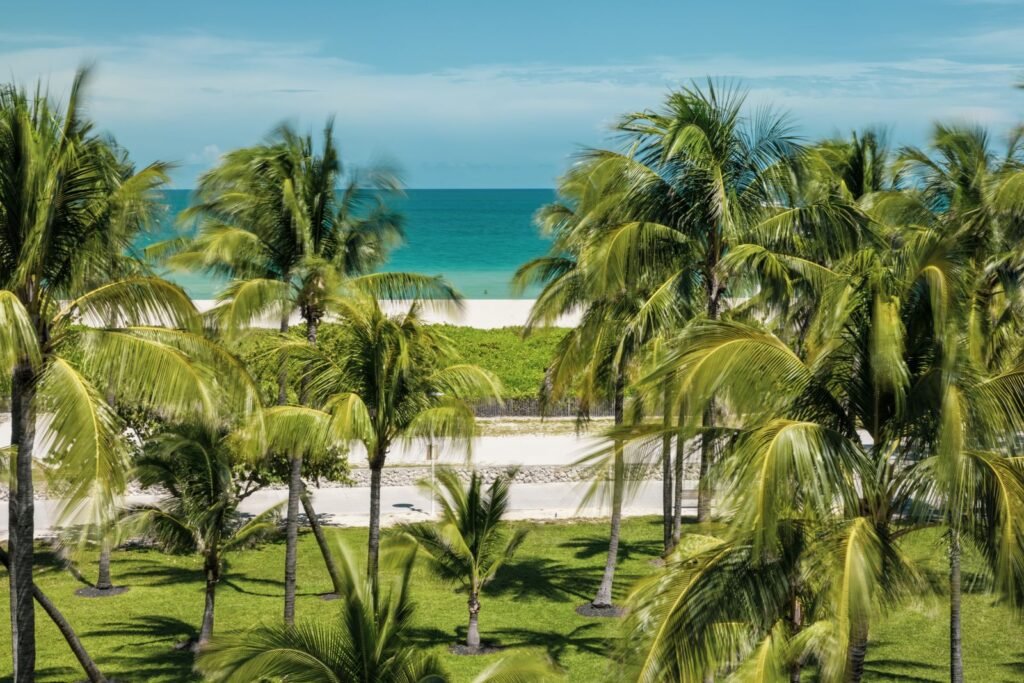 Palm trees at Miami Beach for comparing a move to California or Florida