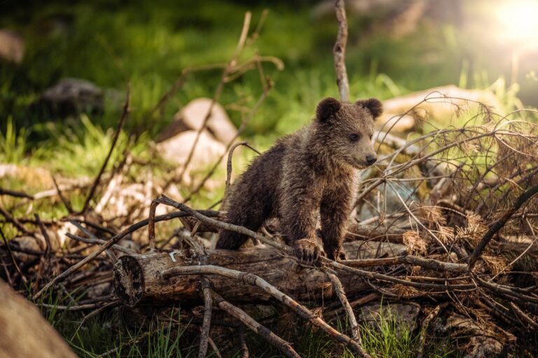 A Russian Woman Asked ChatGPT for a Bear. Then Hunters Went Looking for It.